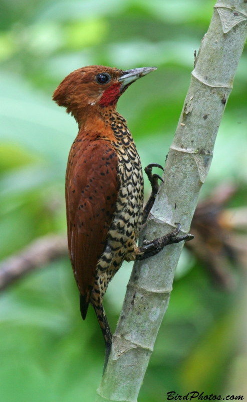 Cinnamon Woodpecker