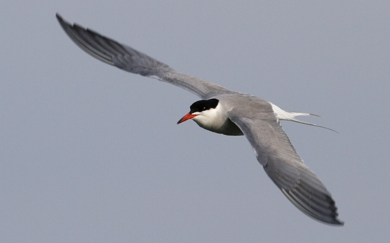 Common Tern