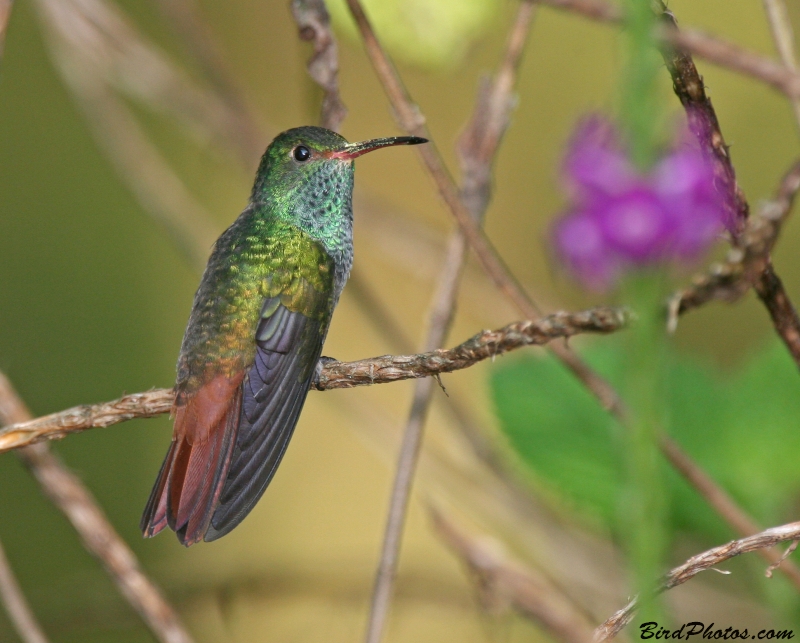 Coppery-headed Emerald