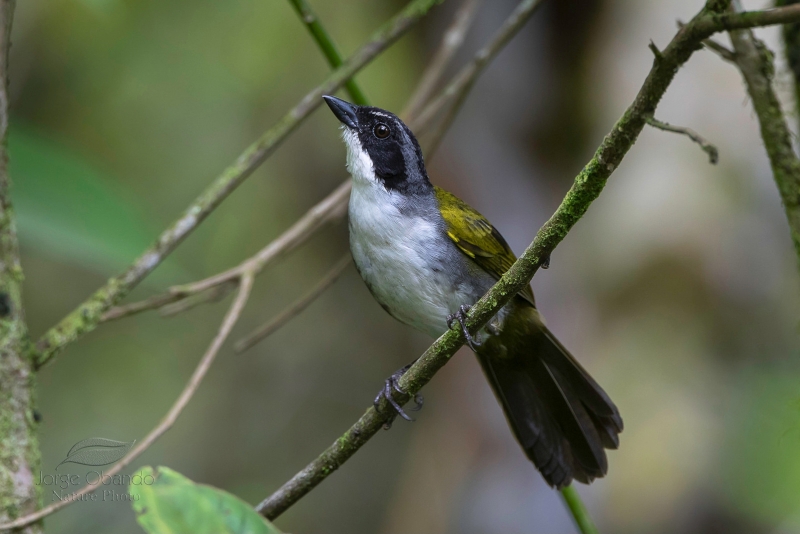 Costa Rican Brushfinch