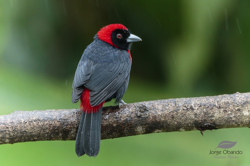 Crimson-collared Tanager