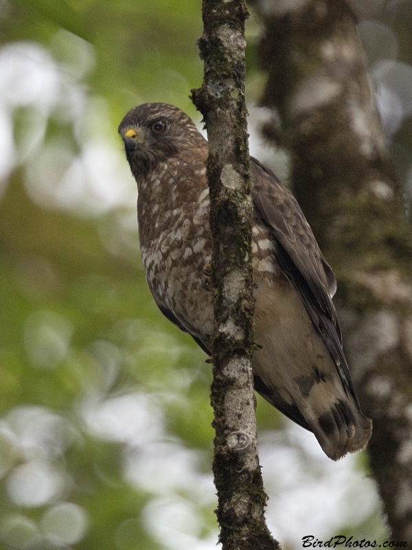 Double-toothed Kite