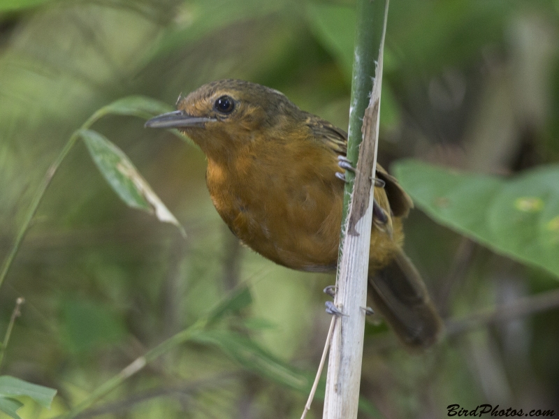 Dusky Antbird