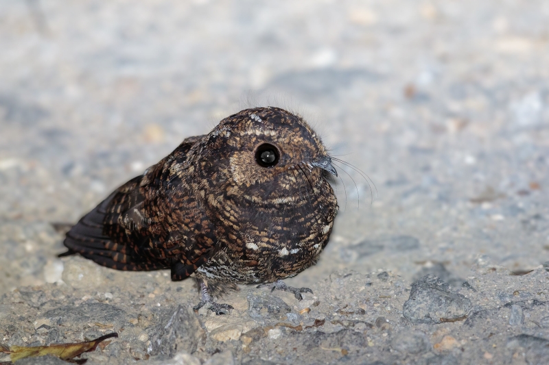 Dusky Nightjar