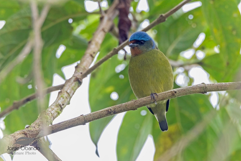 Elegant Euphonia