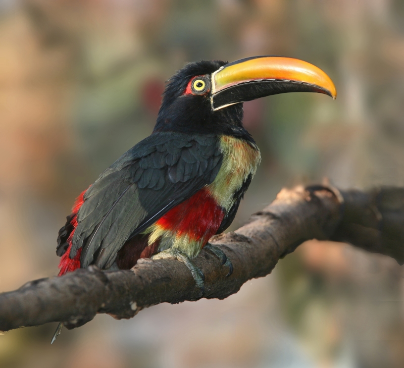 Fiery-billed Aracari