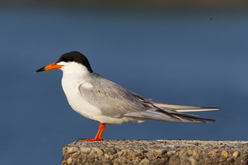 Forster's Tern