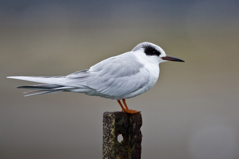 Forster's Tern