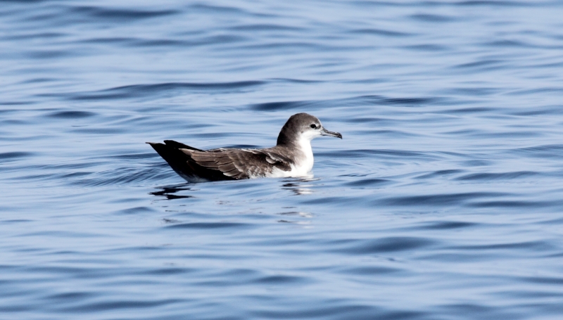 Galapagos Shearwater