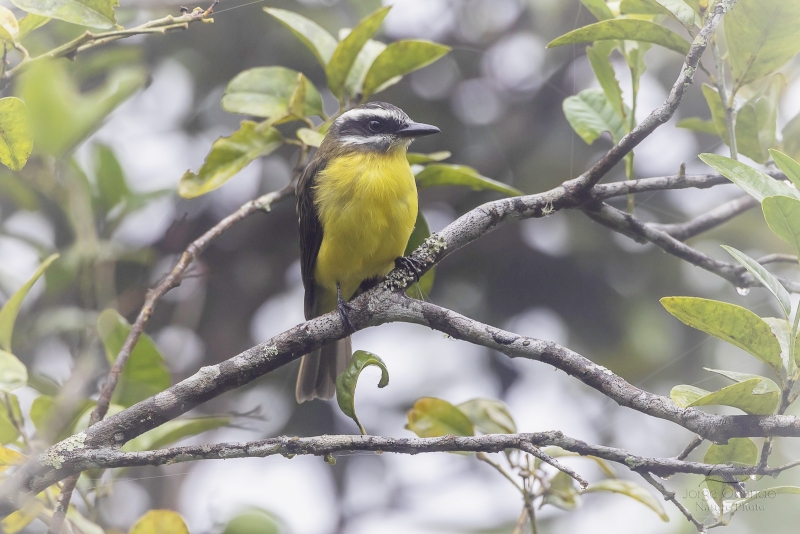 Golden-bellied Flycatcher