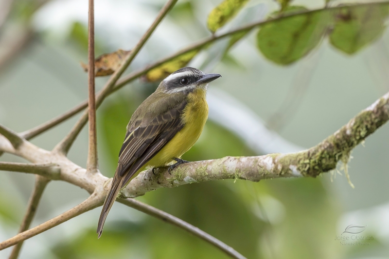 Golden-bellied Flycatcher