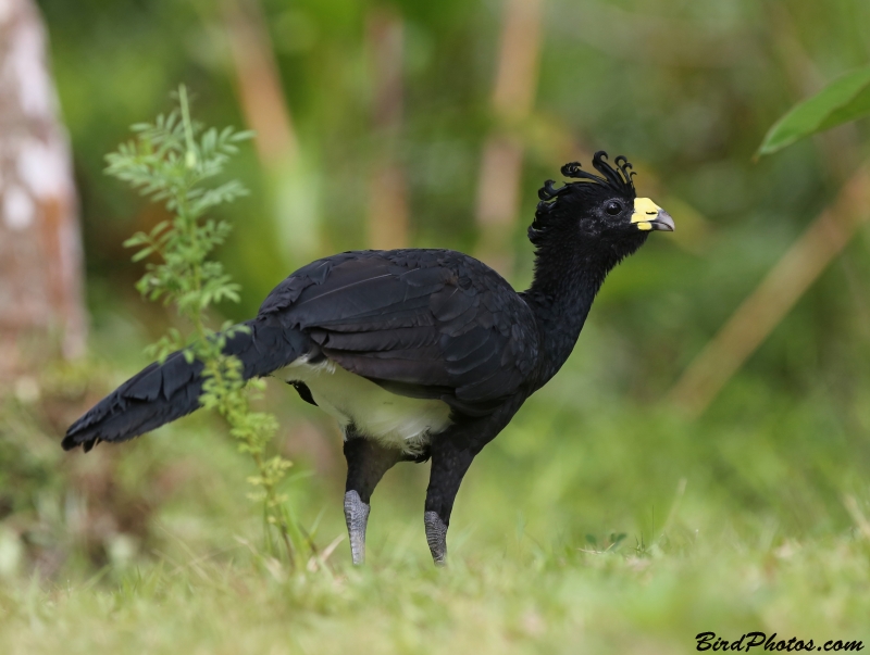 Great Curassow