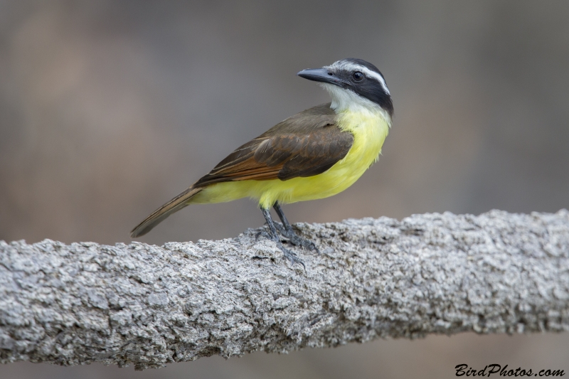 Great Kiskadee