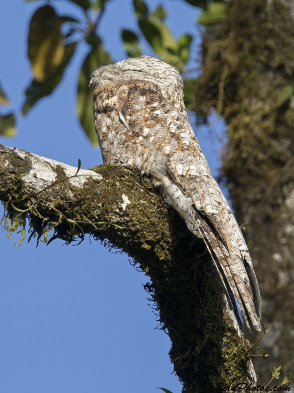 Great Potoo