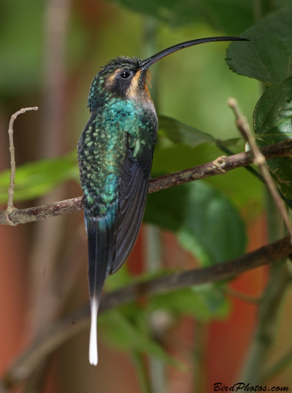 Green Hermit