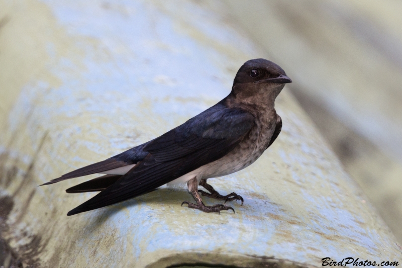 Grey-breasted Martin