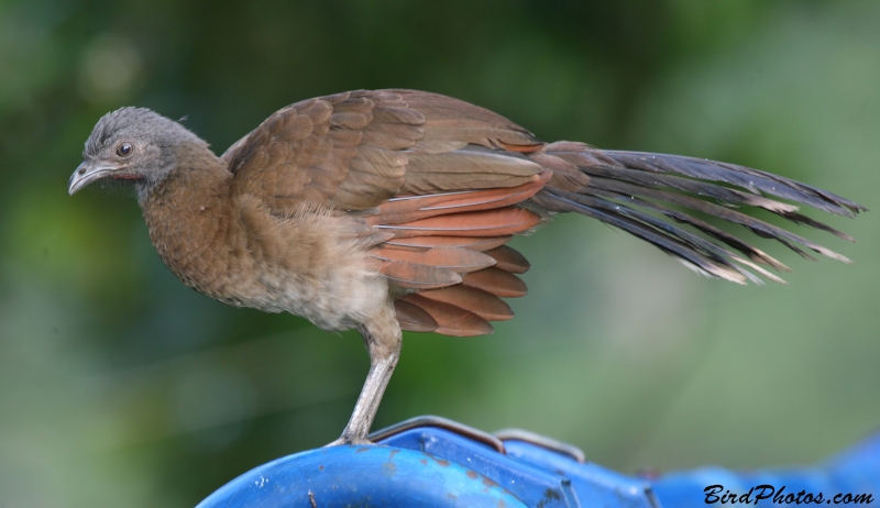 Grey-headed Chachalaca