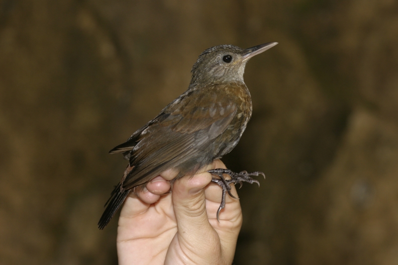 Grey-throated Leaftosser