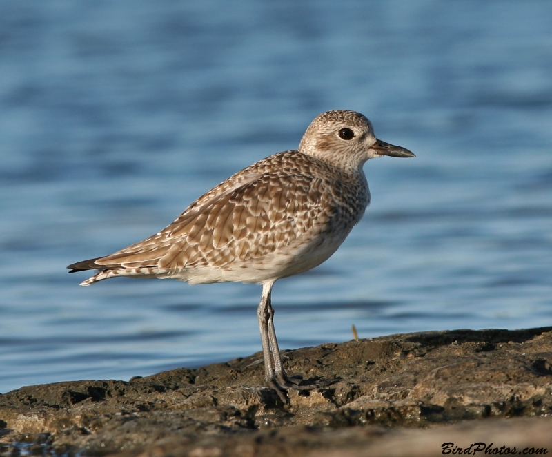 Grey Plover