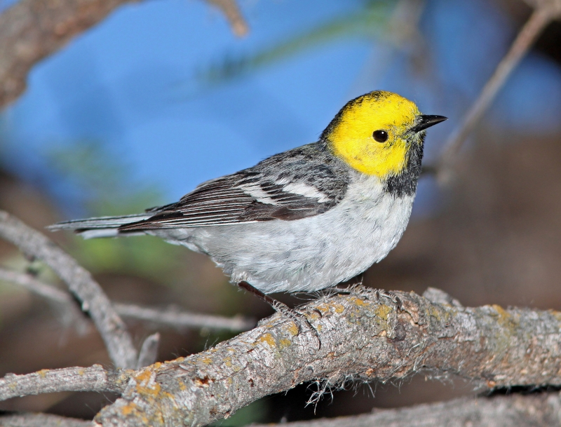 Hermit Warbler