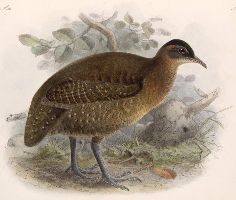 Highland Tinamou