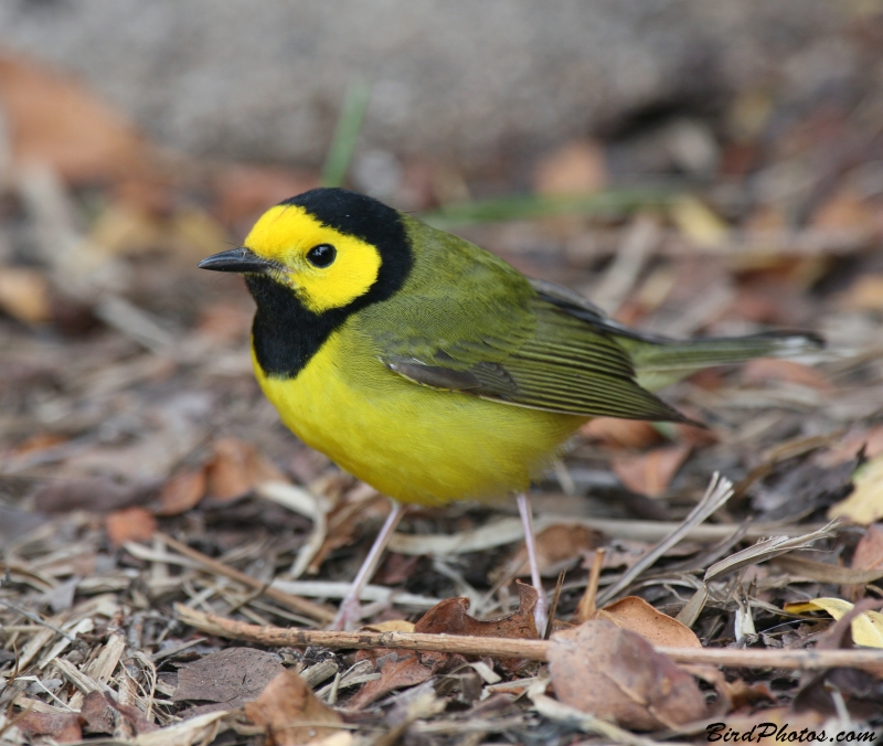 Hooded Warbler