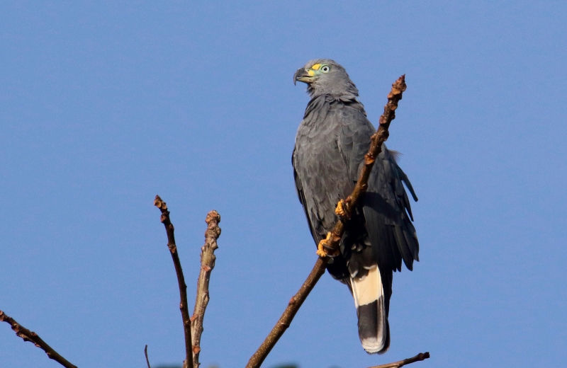 Hook-billed Kite