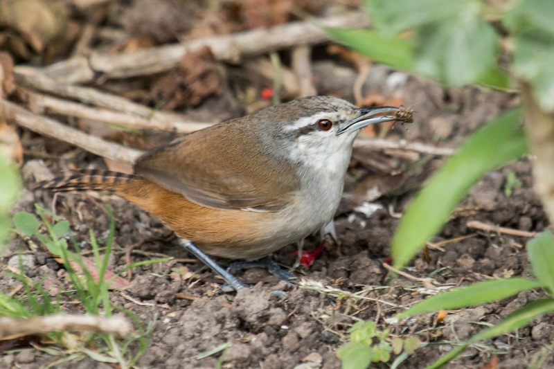 Isthmian Wren