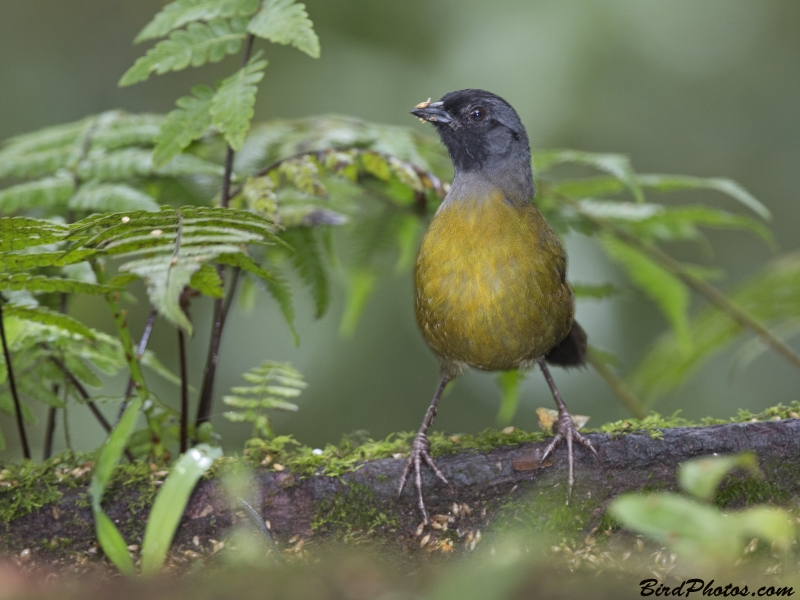 Large-footed Finch