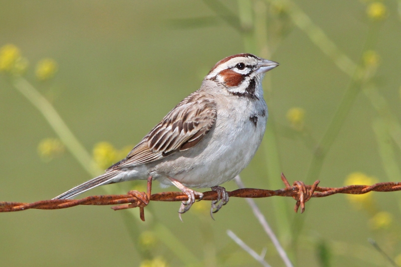 Lark Sparrow