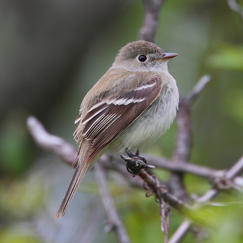 Least Flycatcher