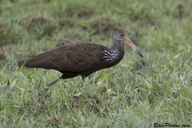 Limpkin