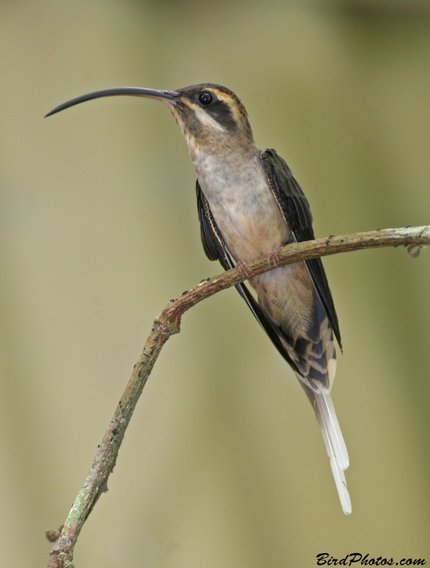 Long-billed Hermit