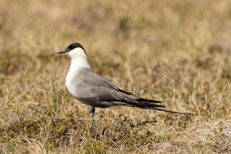 Long-tailed Jaeger