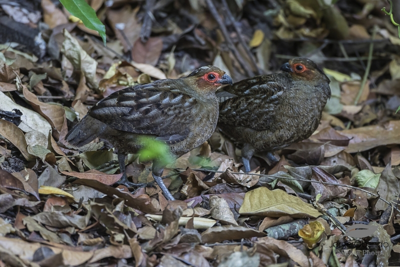 Marbled Wood Quail