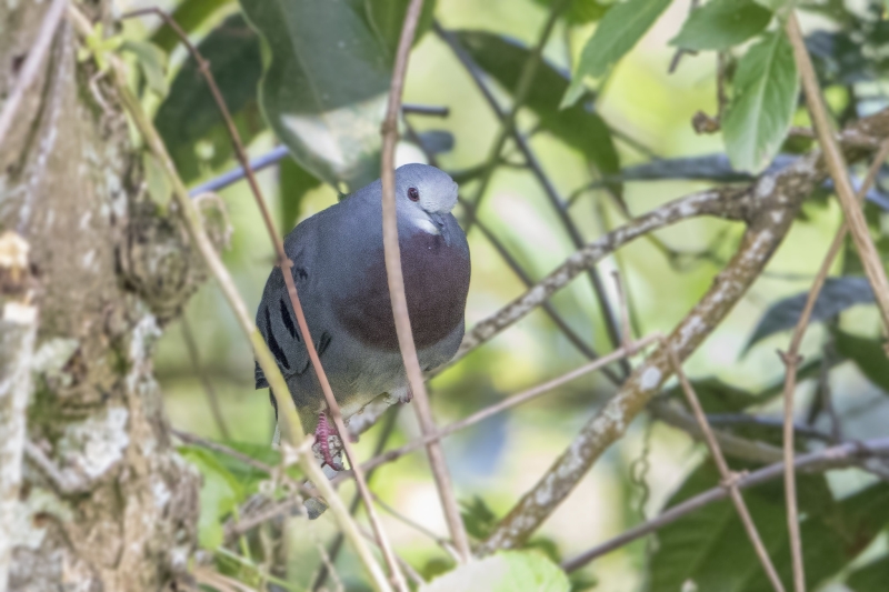 Maroon-chested Ground Dove