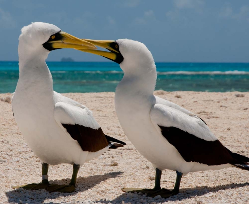 Masked Booby