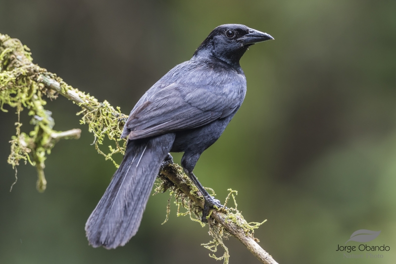 Melodious Blackbird