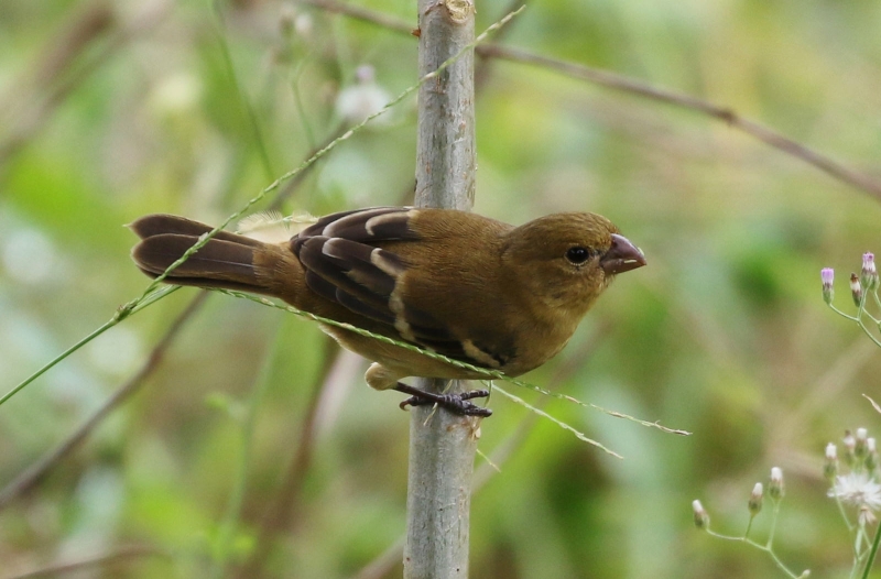 Morelet's Seedeater