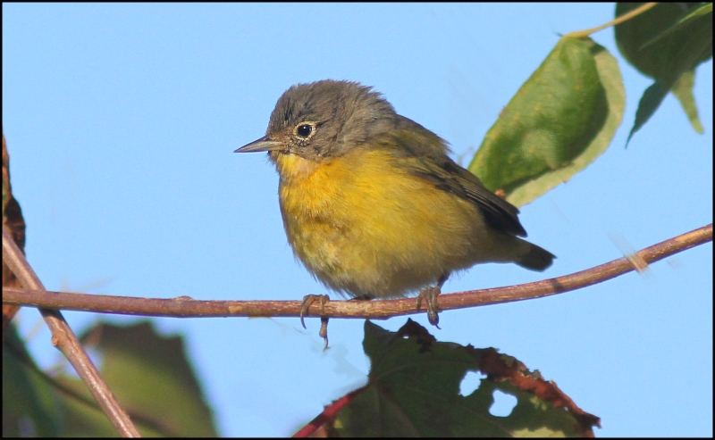 Nashville Warbler