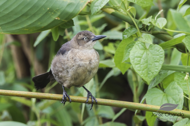 Nicaraguan Grackle