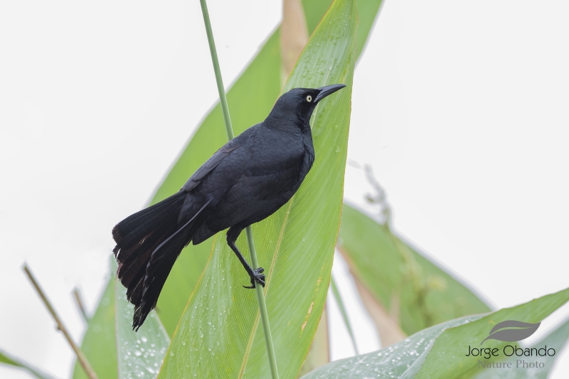 Nicaraguan Grackle