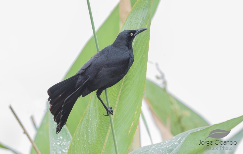 Nicaraguan Grackle