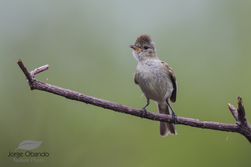 Northern Beardless Tyrannulet