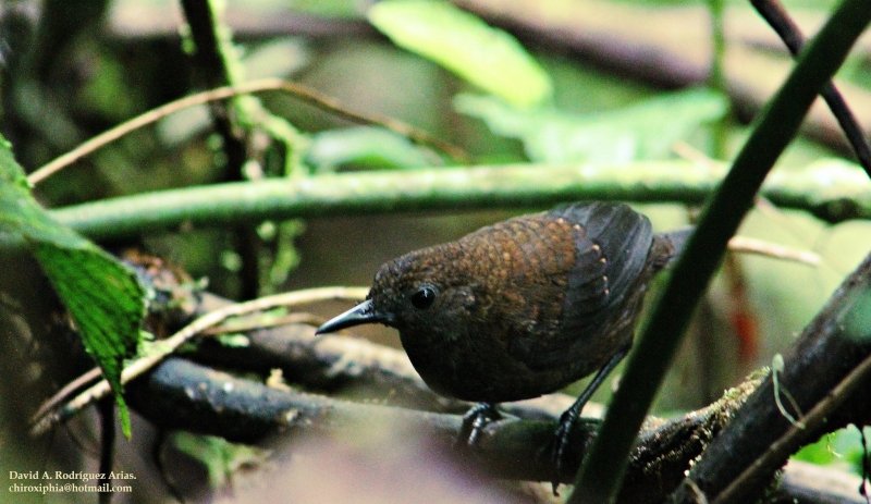 Northern Nightingale-Wren