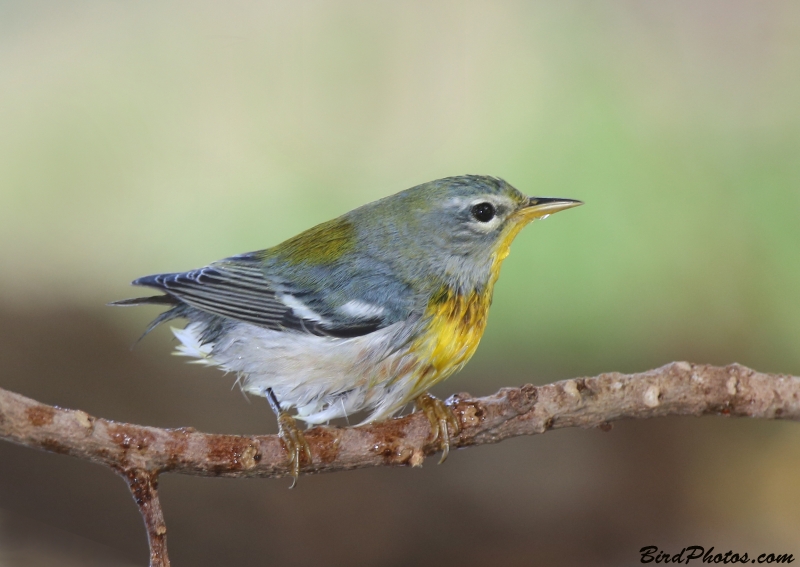 Northern Parula