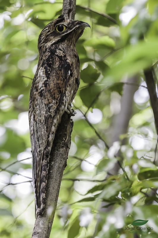 Northern Potoo