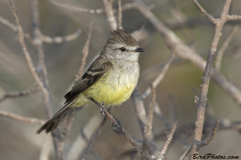 Northern Scrub Flycatcher