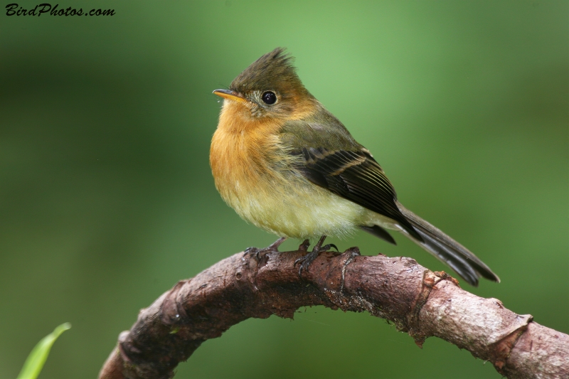 Northern Tufted Flycatcher