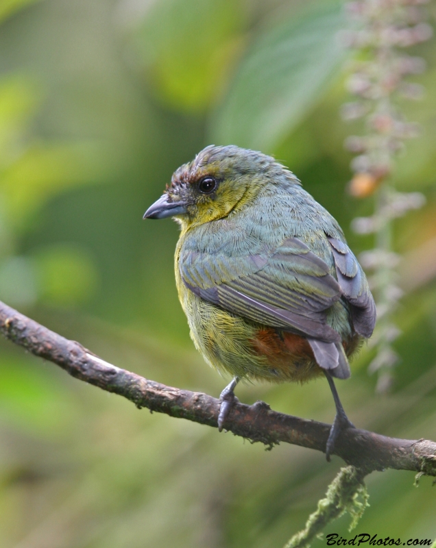 Olive-backed Euphonia